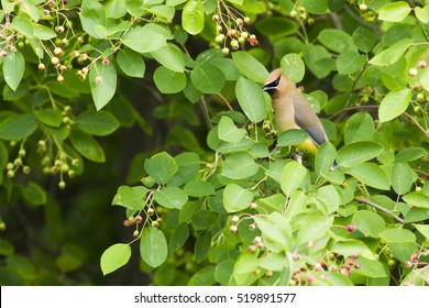 Cedar Waxwing (Bombycilla Cedrorum) In Canadian Serviceberry Tree