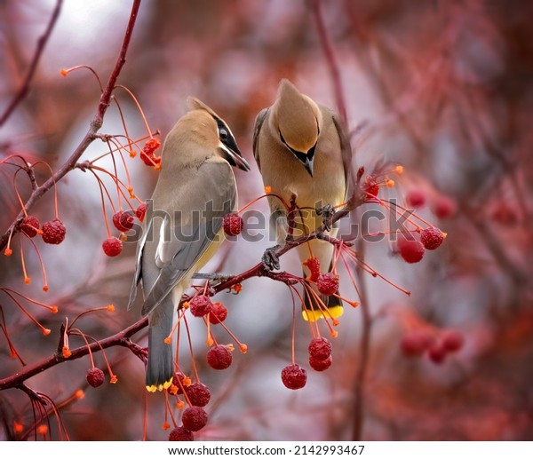 Cedar waxwing eating\
berries from a tree
