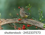 Cedar waxwing eating red berry