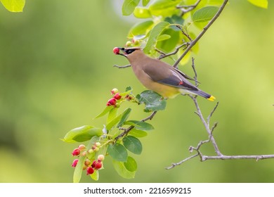 Cedar Waxwing In Eating Serviceberry In Serviceberry Bush, Marion County, Illinois.