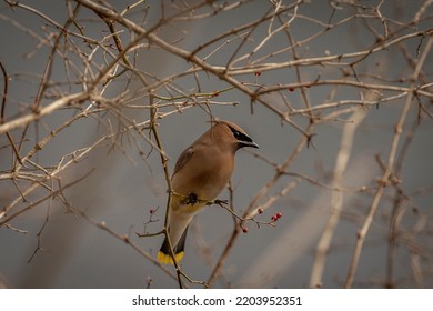 Cedar Waxwing Looking For Late Winter Berries