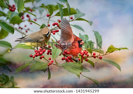 Cedar Waxwing and Male Northern Cardinal on Bough of American Holly Tree Laden with Red Berries