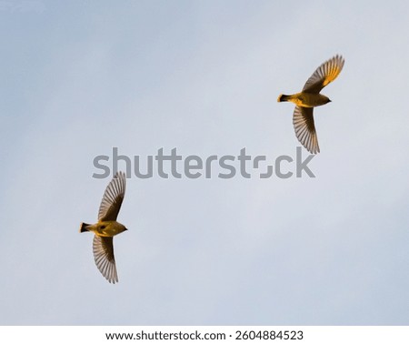 Cedar waxwing pair in flight