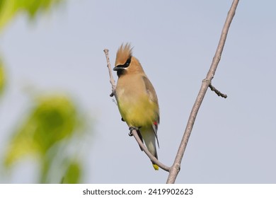 Cedar Waxwing Perched on a branch with a raised crest
