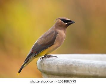 Cedar Waxwing Perched On The Edge Of A Bird Bath, Soft Blurry Background Of Autumn Colors