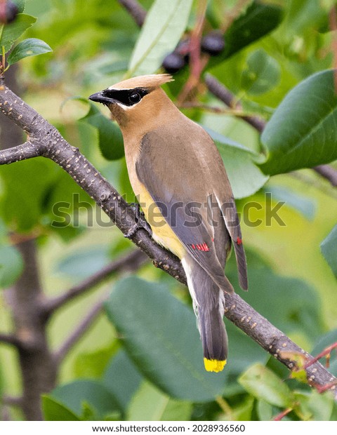 Cedar Waxwing perched on a fruit tree branch\
with rear view with a blur green leaves background in its\
environment and habitat\
surrounding.