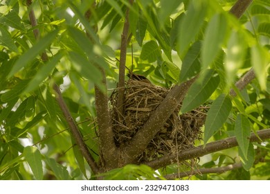 Cedar Waxwing sitting on her nest