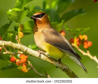 Cedar Waxwing Song Birds Are Beautiful