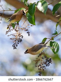 Cedar Waxwings Share A Berry. Santa Clara County, California, USA