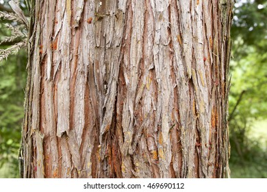 Cedar Wood Bark