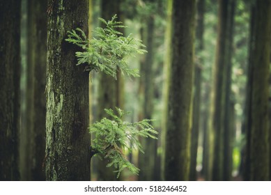 Cedar Wood In Jeju