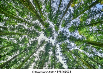 Cedar Wood In Jeju Island 