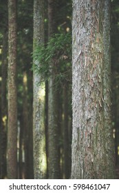 Cedar Wood In Jeju Island 