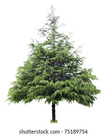 Cedar,bare Christmas Tree Isolated On White