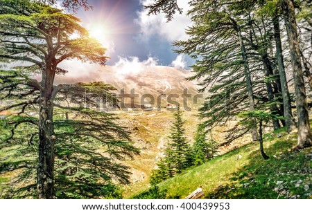 Cedars of Lebanon, beautiful ancient cedar tree forest in the mountains, amazing Lebanese nature, peaceful landscape of a National Park Reserve, Bsharre village, North of Lebanon 
