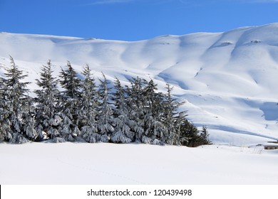 Cedars in winter