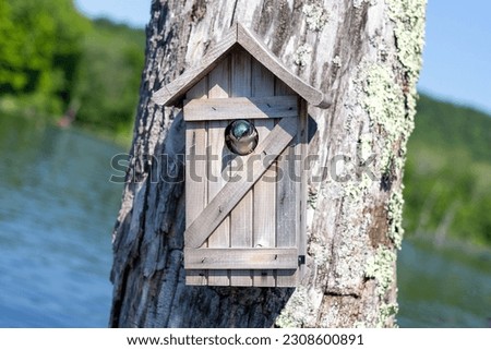 Ceder Birdhouse with Tree Swallow Inside