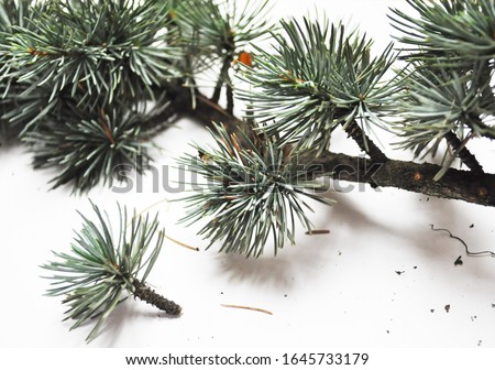 Cedrus atlantica- Atlas Cedar- needles -Botanical photography of woody plants