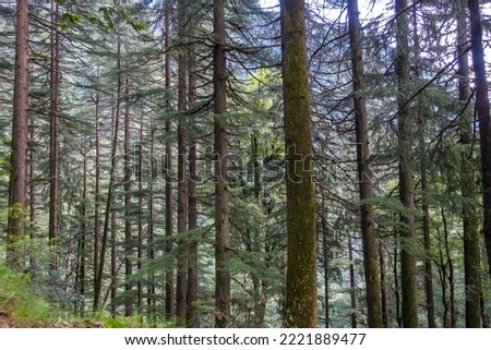 Cedrus deodara, the deodar cedar, Himalayan cedar, or deodar, is a species of cedar native to the Himalayas. . Himachal Pradesh India.