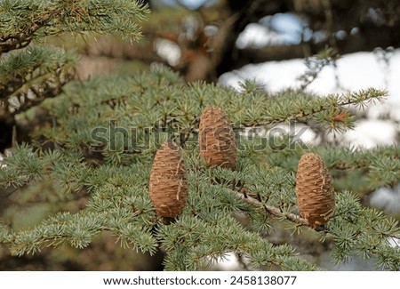 Cedrus libani, commonly known as Cedar of Lebanon, is a species of cedar. Full full frame picture. Lush green foliage and rows and rows of large brown cones. Natural background.