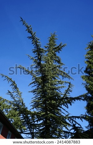 Cedrus libani subsp. atlantica grows in October. Cedrus atlantica, the Atlas cedar, is a species of tree in the pine family Pinaceae. Berlin, Germany