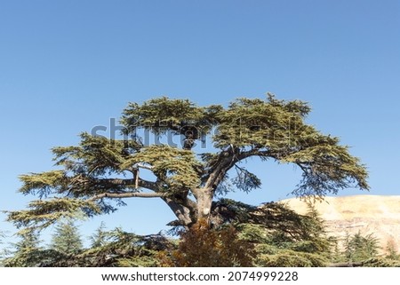 Cedrus Libani tree in Cedars of God forest, Arz, Bsharri, Lebanon