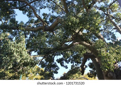 Ceiba Chodatii Floss Silk Tree Species Stock Photo Edit Now