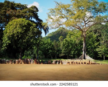 Ceiba tree, Ceremonial Park of Caguana, Puerto Rico, ceremonial circle with standing ancient Indigenous carved stone petroglyphs - Powered by Shutterstock