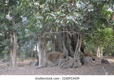 Ceiba Tree With Material To Built Roofs At The Base In Formosa Island, Bijagós Archipelago, Guinea-Bissau