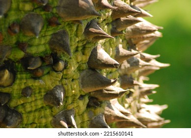 Ceiba Tree, Mayans Sacred Tree