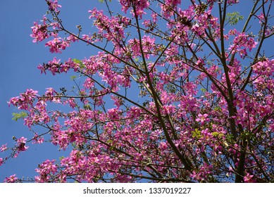 238 Ceibo tree Images, Stock Photos & Vectors | Shutterstock