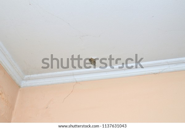 Ceiling Crack Wall Parts Spider Web Stock Photo Edit Now 1137631043