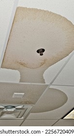 Ceiling damage from a water pipe leak in an interior ceiling from a faulty fire sprinkler system. - Shutterstock ID 2256720409