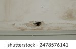 Ceiling panels with fungus outside house from water pipes damaged or rainy leaked. Office building or house problem for house service.