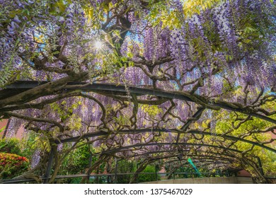 wisteria ceiling