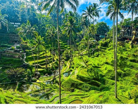 Ceking Rice Terrace in Bali. Top aerial view of spectacular and beautiful rice terraces and palm trees.