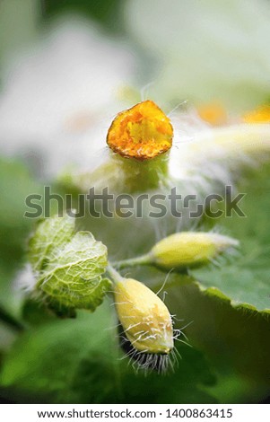 Similar – Young cucumber plant