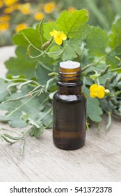 Celandine essential oil container with Celandine flower and leaves on wooden background, 