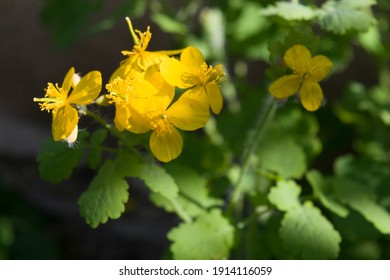 Celandine plant, a common plant of the buttercup family that produces yellow flowers in the early spring, reproducing either by seed or by bulbils at the base of the stems.
