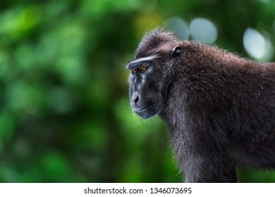 The Celebes crested macaque. Close up portrait, side view. Crested black macaque, Sulawesi crested macaque, celebes macaque or the black ape.  Natural habitat. Sulawesi. Indonesia. - Shutterstock ID 1346073695