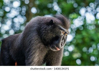 The Celebes crested macaque. Close up portrait.  Crested black macaque, Sulawesi crested macaque, or the black ape. Natural habitat. Sulawesi. Indonesia. - Shutterstock ID 1408134191