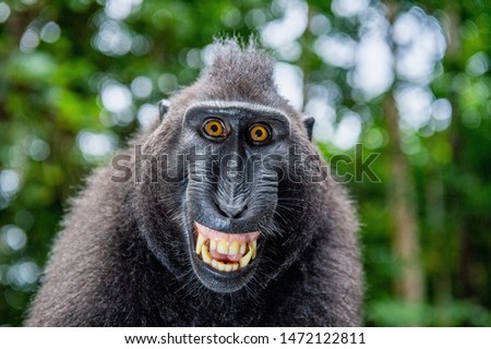 Celebes crested macaque with open mouth. Close up portrait on the green natural background. Crested black macaque, Sulawesi crested macaque, or black ape. Natural habitat. Sulawesi Island. Indonesia