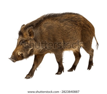 Celebes Warty Pig Single Celebes Warty Pig Loo Isolated On White Background