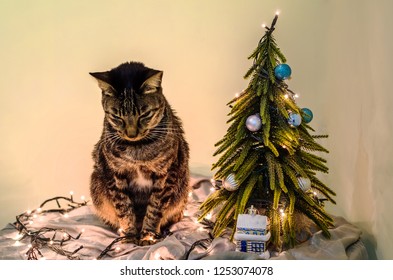 Celebrating Christmas Alone. Party For Introvert. Sad And Lonely On The Xmas Eve. Happy New Year. Beautiful Home Interior For Winter Holidays. Ornaments, Tree, Lights And Cat On A Table.