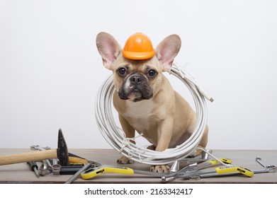 Celebrating Labor Day Bulldog with orange protective construction helmet sits among wrenches near the white wall and looks attentively straight the camera while sitting at photo studio. - Shutterstock ID 2163342417