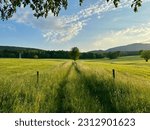 A Celebration of Nature: Grassy Path Dropping into the Tranquil Symphony of Verdant Expanse, Majestic Mountains, and the Sentinel Tree in the Heart of the Countryside
