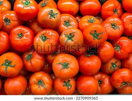 The Celebrity tomato is a hybrid cultivar prized for its strong plants, disease and pest resistance, and robust production of fruit.