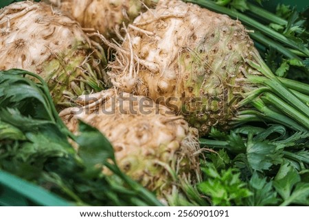 Celeriac also called celery root, knob celery, and turnip-rooted celery is a group of cultivars of Apium graveolens cultivated for their edible bulb-like hypocotyl, and shoots.