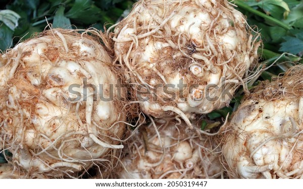 Celeriac or celery root, knob celery and
turnip-rooted celery (although it is not a close relative of the
turnip), is a variety of celery cultivated for its edible stem or
hypocotyl, and shoots