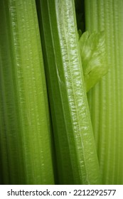 Celery ( Apium Graveolens ) Close Up